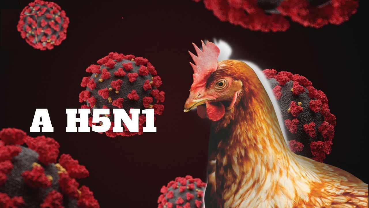 Dịch cúm A H5N1: Nguy hiểm và khó nắm bắt