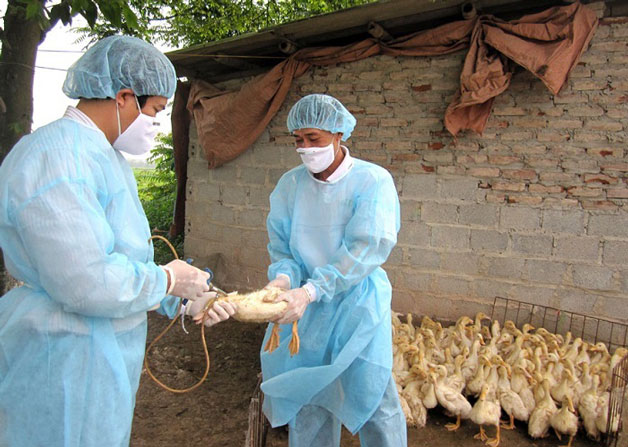 Dịch cúm A H5N1 ở người và cách phòng chống hiệu quả