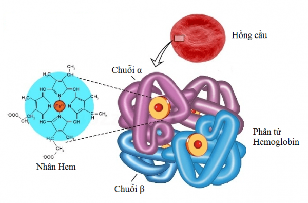 Điện di huyết sắc tố một xét nghiệm quan trọng chẩn đoán