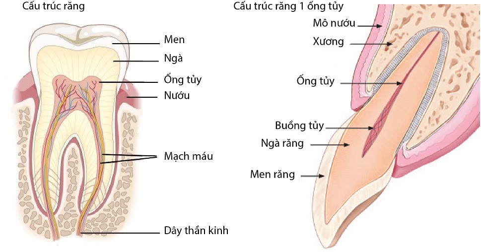 Diệt tủy răng có ảnh hưởng gì không?