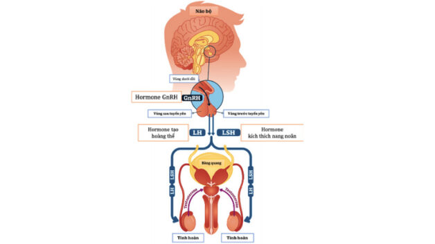 Điều gì xảy ra nếu tuyến yên sản sinh ra quá ít hormone?