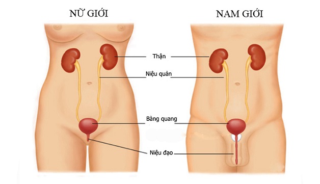 Điều trị sỏi kẹt niệu đạo như thế nào?