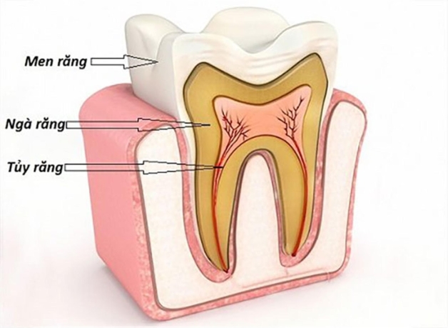 Điều trị tủy răng ở đâu tốt và các tiêu chí