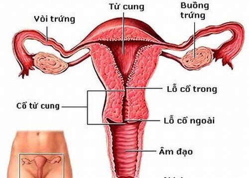 Dính tử cung có nguy hiểm không?