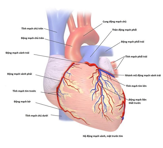 Động mạch vành tim: Cấu tạo, hoạt động và bệnh lý