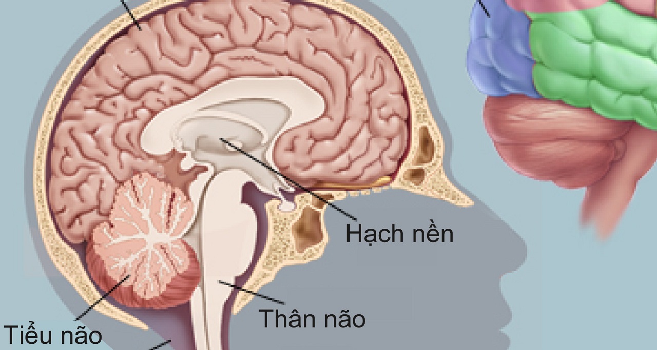 Đột quỵ thân não: Những điều cần biết