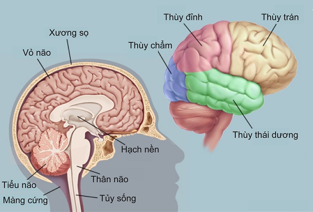 Đột quỵ thân não: Những điều cần biết