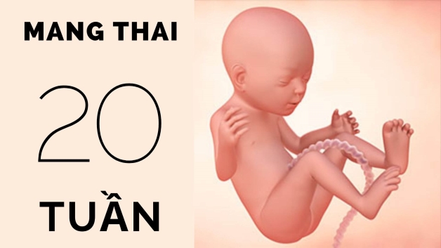 Em bé phát triển ra sao ở buổi khám thai tuần 20?