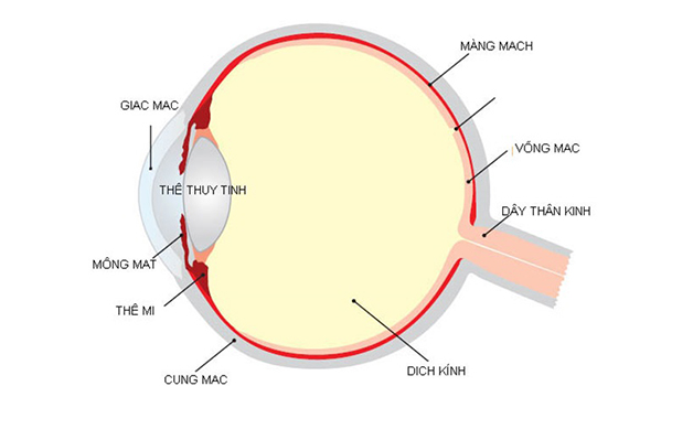 Giác mạc là gì? Vị trí, cấu tạo và chức năng của giác mạc