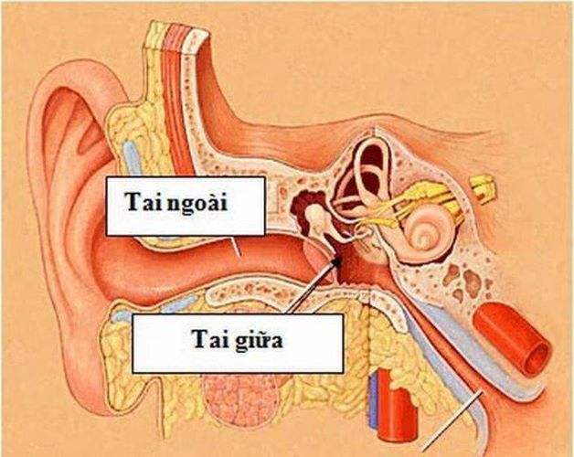 Giải đáp bệnh viêm tai ngoài ở trẻ khác gì với viêm tai giữa