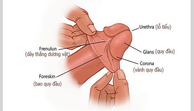 Giải đáp hết thắc mắc về phẫu thuật cắt bao quy đầu 