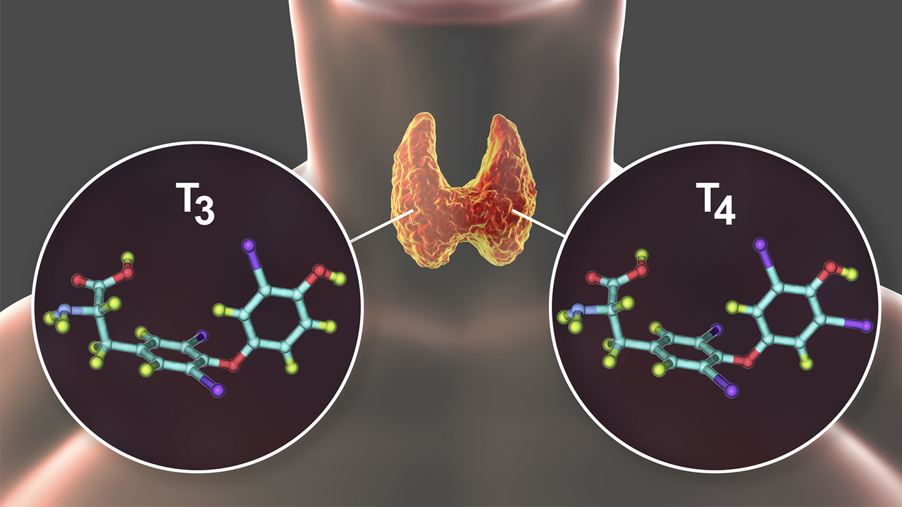 Giải đáp: Tuyến giáp tiết ra hormone nào?