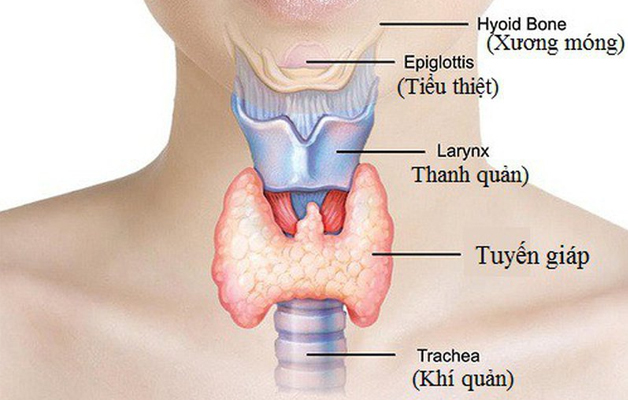 Giải đáp: Tuyến giáp tiết ra hormone nào?