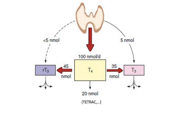 Giải đáp: Tuyến giáp tiết ra hormone nào?