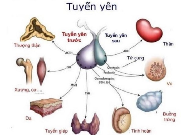 Giải đáp: U tuyến yên biểu hiện thế nào?