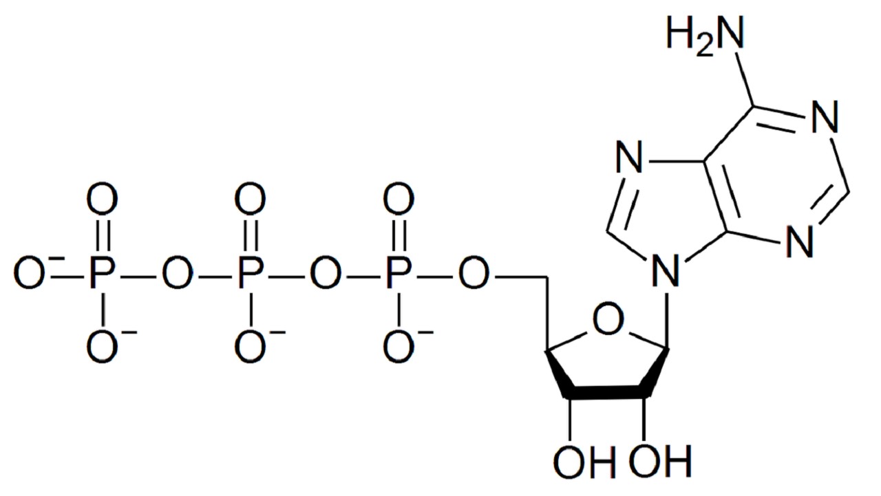 Giải mã ATP (Adenosin Triphosphat) là gì và vai trò của ATP