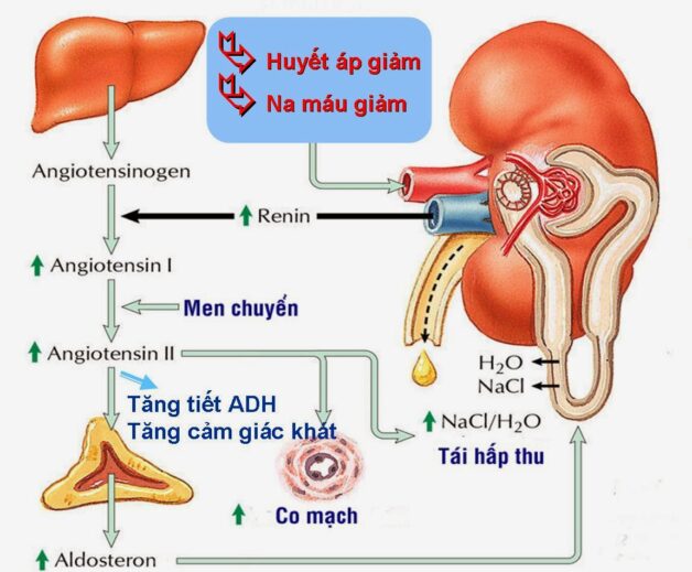 [GÓC GIẢI ĐÁP] U tuyến thượng thận có nguy hiểm không?