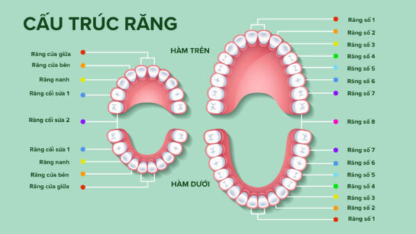 Hàm dưới có bao nhiêu răng ở người trưởng thành