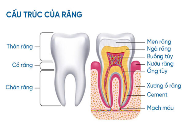 Hàm dưới có bao nhiêu răng ở người trưởng thành