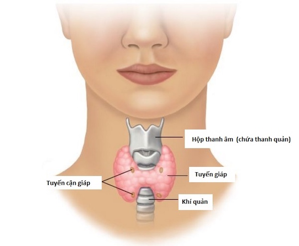 Hiểu đúng về xét nghiệm tầm soát ung thư tuyến giáp