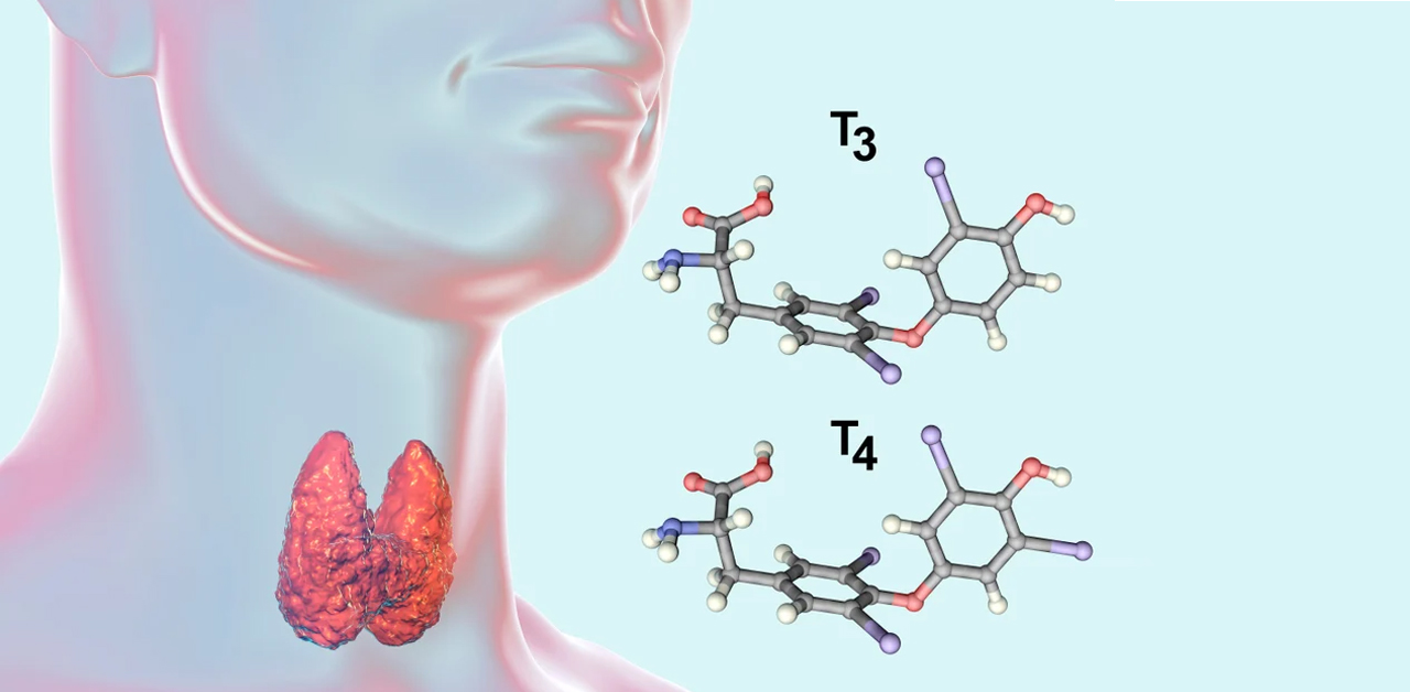 Hiểu về vai trò của hormon tuyến giáp