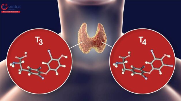 Hiểu về vai trò của hormon tuyến giáp