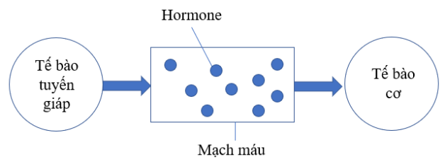 Hiểu về vai trò của hormon tuyến giáp