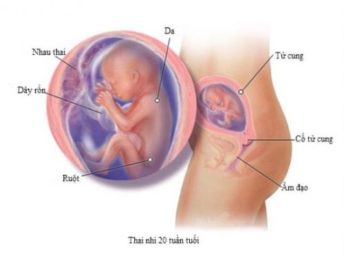 Hở eo tử cung: Nguyên nhân và cách xử trí