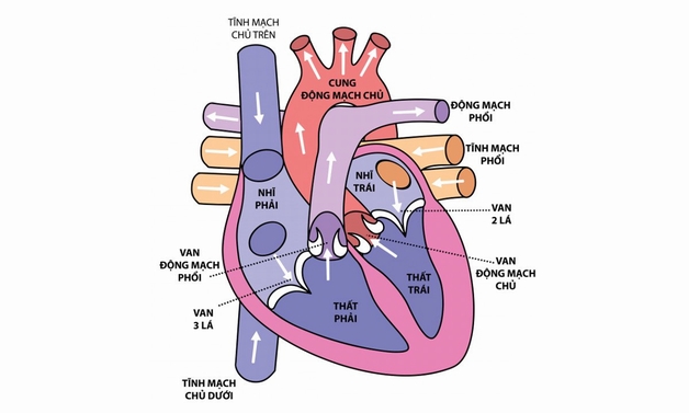 Hở van động mạch phổi 1/4 là như thế nào?