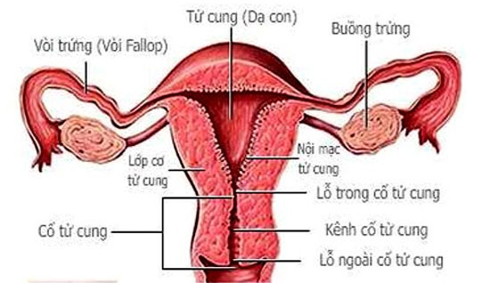 Hỏi đáp về chứng đau một bên bụng dưới