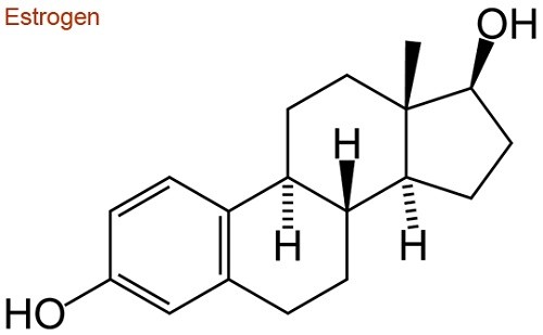 Hoóc-môn nữ estrogen là gì? tìm hiểu ở thông tin