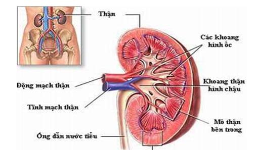 Khám bệnh thận ở đâu uy tín và hiệu quả hiện nay?