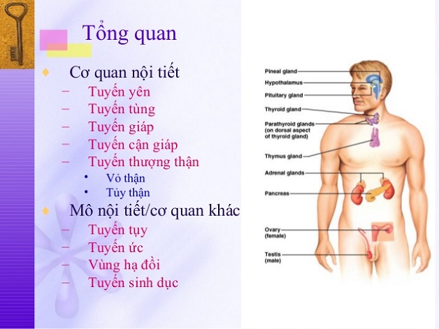 Khám nội tiết là gì, gồm những bước nào?