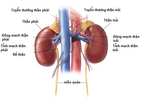 Khám phá chức năng của thận hệ thống tiết niệu