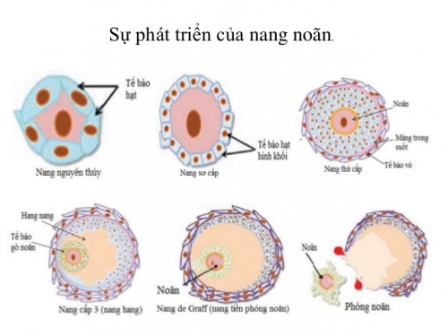 Khám phá về nang noãn trưởng thành ở phụ nữ