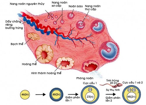 Khám phá về nang noãn trưởng thành ở phụ nữ