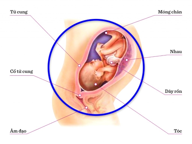 Khám thai tuần 30: Sự phát triển của thai nhi và cơ thể mẹ