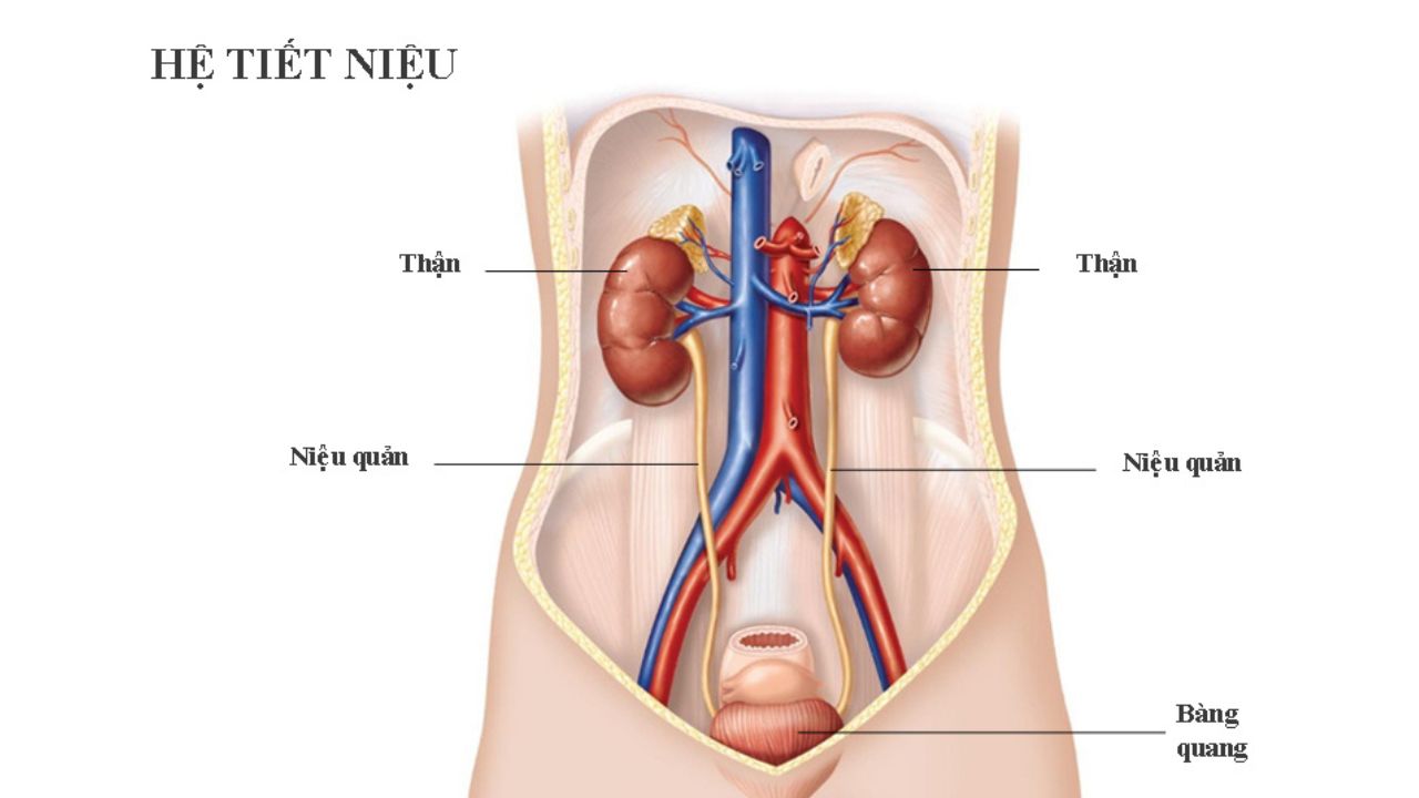 Khám thận tiết niệu giúp chẩn đoán và ngăn chặn bệnh kịp thời