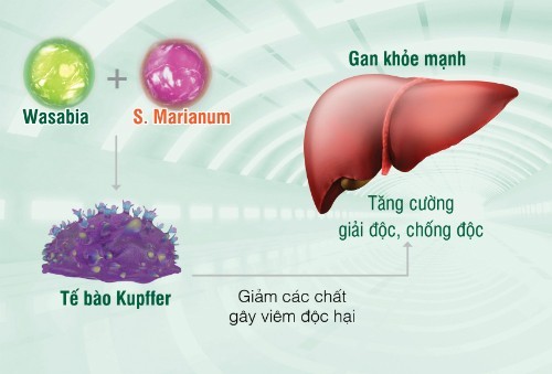 Lá gan người Việt ‘khổ’ nhất thế giới