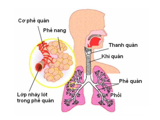 Làm gì để hệ hô hấp của bạn luôn khỏe mạnh?