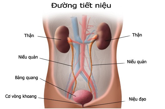 Làm gì để không nhiễm trùng đường tiết niệu?