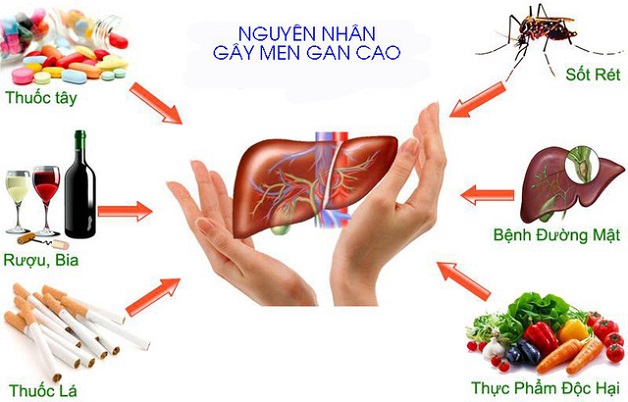 Làm thế nào để chữa men gan cao hiệu quả?