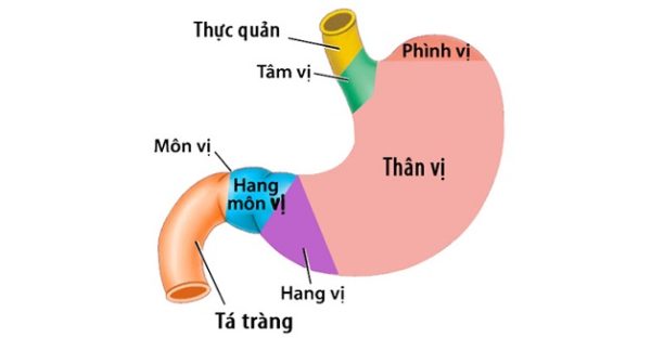 Loét hang vị dạ dày – Những điều cần biết