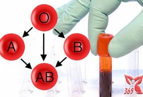 Lời giải đáp cho câu hỏi: Nhóm máu AB có hiếm không?