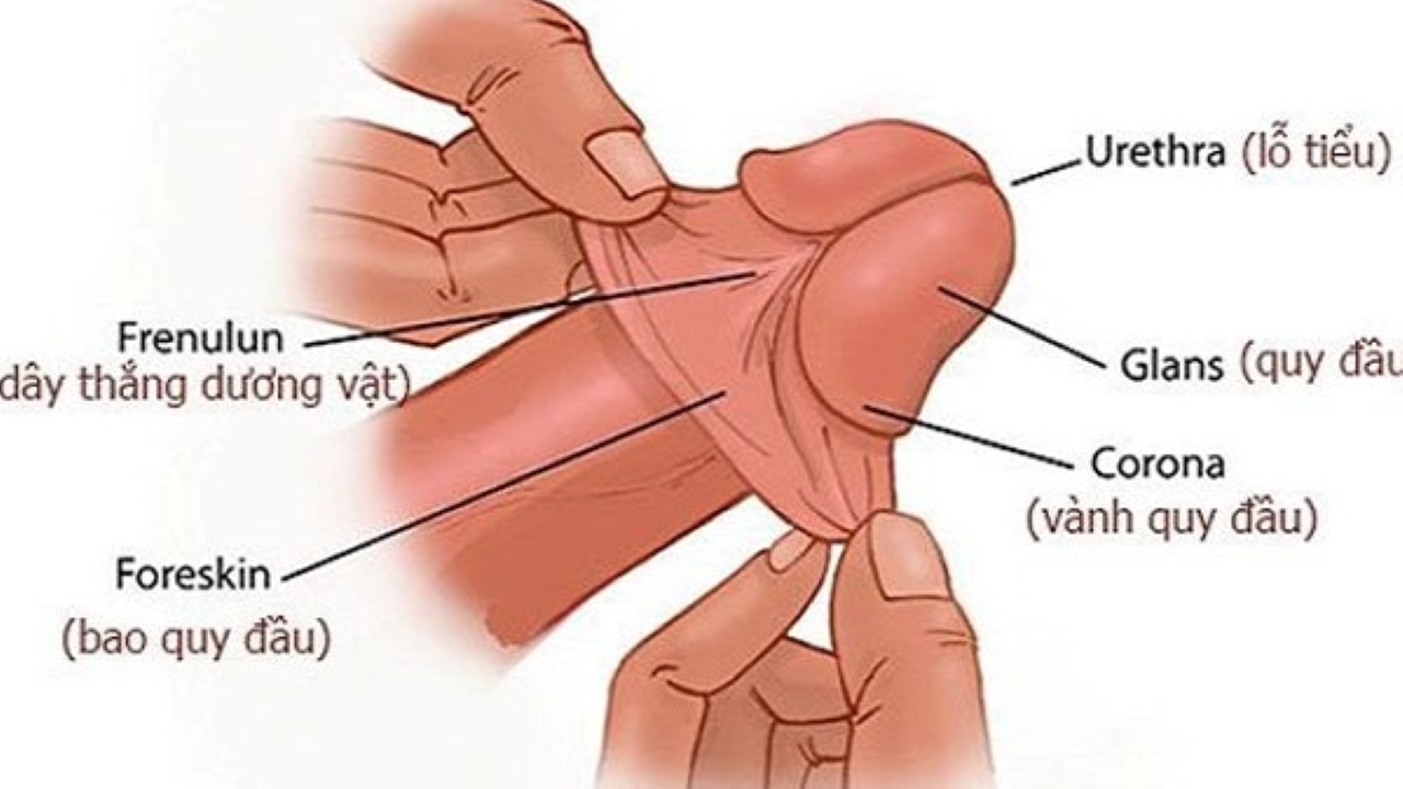 Lột bao quy đầu là gì? Tự làm tại nhà có nguy hiểm không?