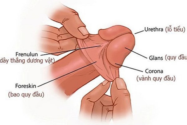 Lột bao quy đầu là gì? Tự làm tại nhà có nguy hiểm không?