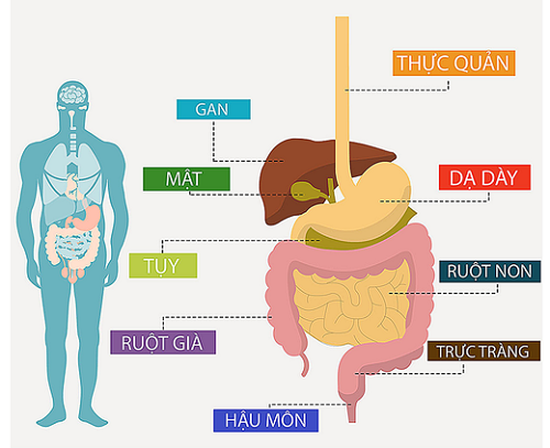 Lý giải ung thư đường tiêu hóa có cần điều trị không?