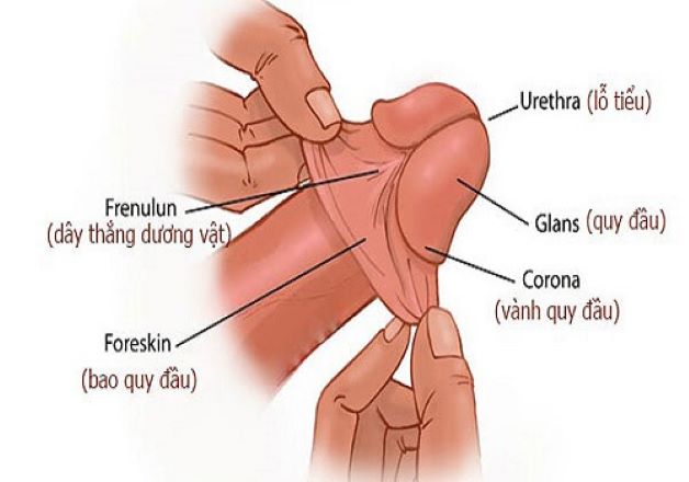 Mẹ có biết: Trẻ em bao nhiêu tuổi thì cắt bao quy đầu?