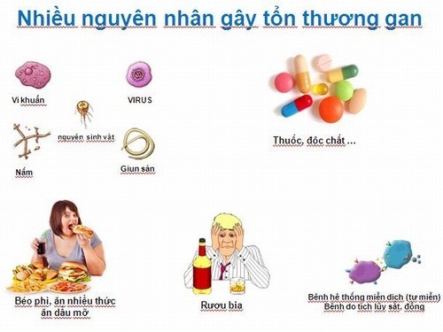 Men gan cao nên ăn gì? đề tài được nhiều người quan tâm