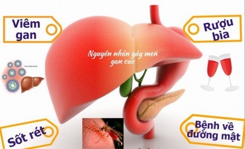 Men gan cao và những điều cần biết